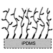 A Facile Method for Permanent and Functional Surface Modification of Poly(dimethylsiloxane)