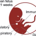Genomic Architecture of Cells in Tissues (GeACT): Study of Human Mid-gestation Fetus