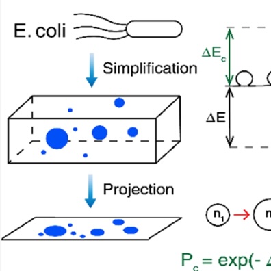 Stochastic Monte Carlo Model for Simulating the Dynamic Liquid-Liquid Phase Separation in Bacterial Cells