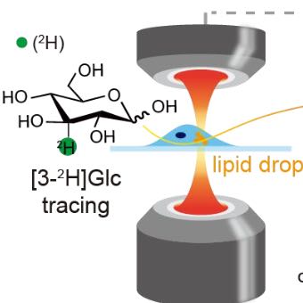 Live-Cell Imaging of NADPH Production from Specific Pathways