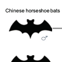 Single-cell transcriptional atlas of the Chinese horseshoe bat (Rhinolophus sinicus) provides insight into the cellular mechanisms which enable bats to be viral reservoirs