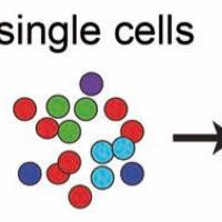 Recent developments in single-cell RNA-seq of microorganisms (Perspective)