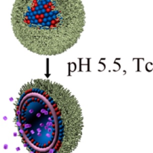 Liposomes Physically Coated with Peptides: Preparation and Characterization