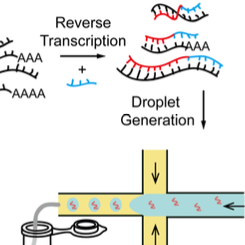 Single cell total RNA sequencing through isothermal amplification in picoliter-droplet emulsion