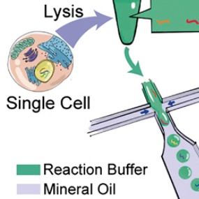 Uniform and accurate single-cell sequencing based on emulsion whole-genome amplification