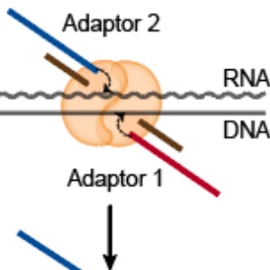 RNA Sequencing by Direct Tagmentation of RNA/DNA Hybrids