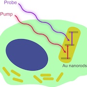Transient absorption microscopy of gold nanorods as spectrally orthogonal labels in live cells
