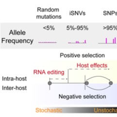 Two-step fitness selection for intra-host variations in SARS-CoV-2