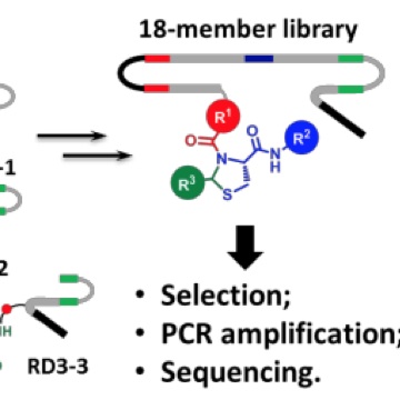 DNA-Templated Synthesis of Encoded Small Molecules by DNA Self-Assembly