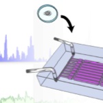 Microfluidic Whole Genome Amplification Device for Single Cell Sequencing