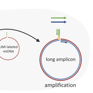 Single-cell individual full-length mtDNA sequencing by iMiGseq uncovers unexpected heteroplasmy shifts in mtDNA editing.