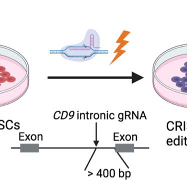 Modulation of the microhomology-mediated end joining pathway suppresses large deletions and enhances homology-directed repair following CRISPR-Cas9-induced DNA breaks