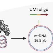 Single-cell Individual Complete mtDNA Sequencing Uncovers Hidden Mitochondrial Heterogeneity in Human and Mouse Oocytes
