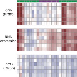 Single-cell triple omics sequencing reveals genetic, epigenetic, and transcriptomic heterogeneity in hepatocellular carcinomas